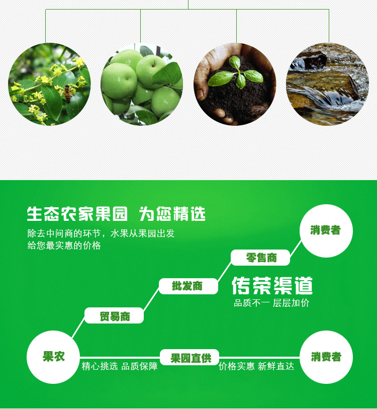 牛奶青枣_04.jpg
