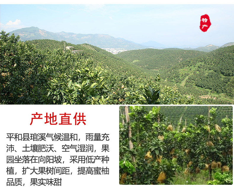 三红柚子_03.jpg