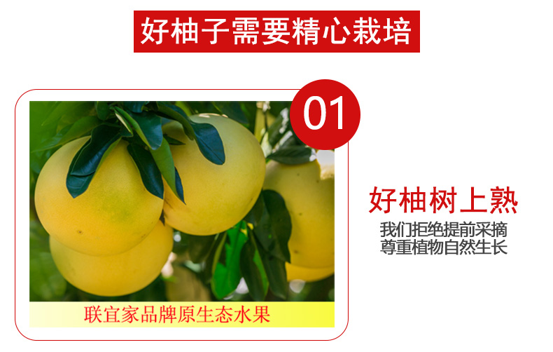 三红柚子_04.jpg