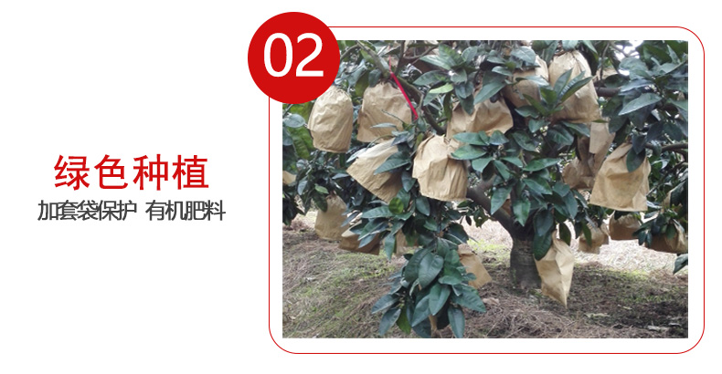 三红柚子_05.jpg
